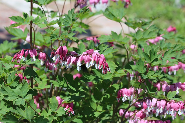 Free graphic the bleeding heart dicentra to be edited by GIMP free image editor by OffiDocs
