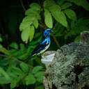 The blue bird drinks water  screen for extension Chrome web store in OffiDocs Chromium