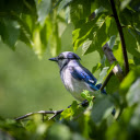 The blue jay bird  screen for extension Chrome web store in OffiDocs Chromium