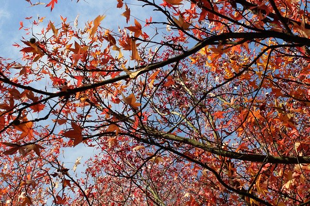 تنزيل The Bomb Nature Red مجانًا - صورة مجانية أو صورة لتحريرها باستخدام محرر الصور عبر الإنترنت GIMP