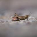 The brown locust  screen for extension Chrome web store in OffiDocs Chromium
