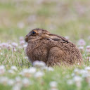 The brown rabbit was scared  screen for extension Chrome web store in OffiDocs Chromium