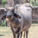 The buffalo and the curved horn  screen for extension Chrome web store in OffiDocs Chromium