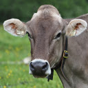 The buffalo is full of grass  screen for extension Chrome web store in OffiDocs Chromium