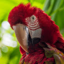 The burgundy parrot  screen for extension Chrome web store in OffiDocs Chromium