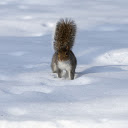 The bushy tailed squirrel  screen for extension Chrome web store in OffiDocs Chromium