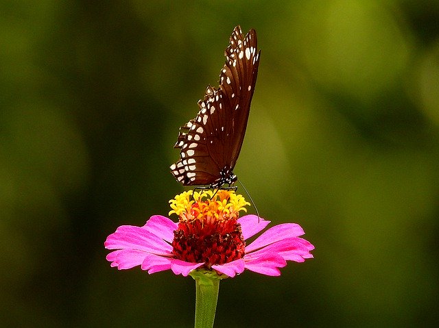 Скачать бесплатно The Butterfly Flowers - бесплатную фотографию или картинку для редактирования с помощью онлайн-редактора изображений GIMP