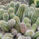 The cacti have round thorns  screen for extension Chrome web store in OffiDocs Chromium