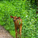 The calf was bewildered  screen for extension Chrome web store in OffiDocs Chromium