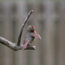 The Cardinal Preening  screen for extension Chrome web store in OffiDocs Chromium