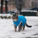 The cat and the blue shirt  screen for extension Chrome web store in OffiDocs Chromium