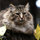 The cat and the leaf  screen for extension Chrome web store in OffiDocs Chromium