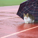 The cat and the umbrella  screen for extension Chrome web store in OffiDocs Chromium