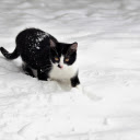 The cat buried its feet in the snow  screen for extension Chrome web store in OffiDocs Chromium