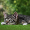 The cat lies down  screen for extension Chrome web store in OffiDocs Chromium