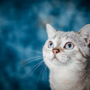 The cat pet  screen for extension Chrome web store in OffiDocs Chromium