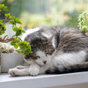 The cat sleeps next to a potted plant  screen for extension Chrome web store in OffiDocs Chromium
