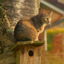 The cat stands next to the tree  screen for extension Chrome web store in OffiDocs Chromium