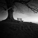 The chair next to the tree  screen for extension Chrome web store in OffiDocs Chromium