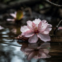 The cherry blossom  screen for extension Chrome web store in OffiDocs Chromium