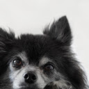 The chihuahua dog  screen for extension Chrome web store in OffiDocs Chromium