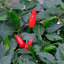 The chili plant bears fruit  screen for extension Chrome web store in OffiDocs Chromium