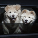 The chow chow dogs pet  screen for extension Chrome web store in OffiDocs Chromium
