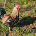 The chubby chicken  screen for extension Chrome web store in OffiDocs Chromium