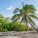 The coconut tree tilted its shadow  screen for extension Chrome web store in OffiDocs Chromium