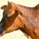 The cow and its horn  screen for extension Chrome web store in OffiDocs Chromium