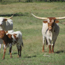 The cow and its long horns  screen for extension Chrome web store in OffiDocs Chromium