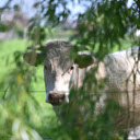 The Cow Behind the Willow  screen for extension Chrome web store in OffiDocs Chromium