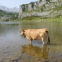 The cow waded in the lake  screen for extension Chrome web store in OffiDocs Chromium