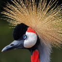 The crane has a crest  screen for extension Chrome web store in OffiDocs Chromium