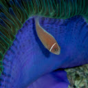 The cream snapper  screen for extension Chrome web store in OffiDocs Chromium