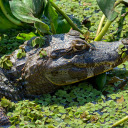The crocodile looms under the duckweed  screen for extension Chrome web store in OffiDocs Chromium