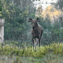 The deer and the three state horn  screen for extension Chrome web store in OffiDocs Chromium