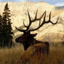 The Deer at Sunset: A Graceful Silhouette in the Twilight  screen for extension Chrome web store in OffiDocs Chromium