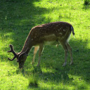 The deer eats grass  screen for extension Chrome web store in OffiDocs Chromium