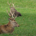 The deer is relaxed  screen for extension Chrome web store in OffiDocs Chromium