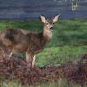 The deer is waiting for you  screen for extension Chrome web store in OffiDocs Chromium