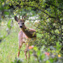 The deer looked sideways  screen for extension Chrome web store in OffiDocs Chromium