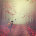 The deer lost its way  screen for extension Chrome web store in OffiDocs Chromium