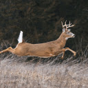 The deer ran like flying  screen for extension Chrome web store in OffiDocs Chromium