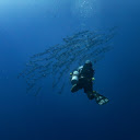 The diver and the fish  screen for extension Chrome web store in OffiDocs Chromium