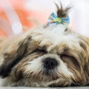 The Dog and the Cute Bow  screen for extension Chrome web store in OffiDocs Chromium