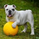 The dog and the golden ball  screen for extension Chrome web store in OffiDocs Chromium