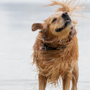 The dog golden retriever water  screen for extension Chrome web store in OffiDocs Chromium