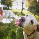The dog is drinking water  screen for extension Chrome web store in OffiDocs Chromium