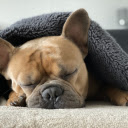 The dog is sleeping  screen for extension Chrome web store in OffiDocs Chromium